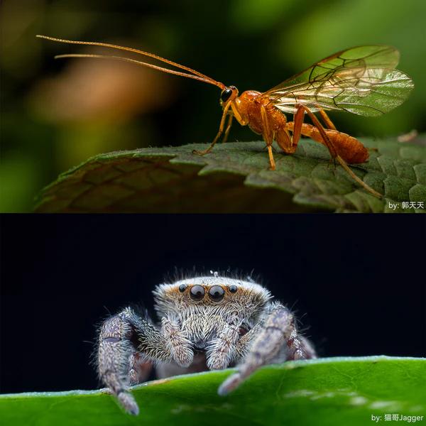 7Artisans 60mm f/2.8 Full-frame 2X Ultra-Macro Lens for E/RF/Z - NIKON Z · 3